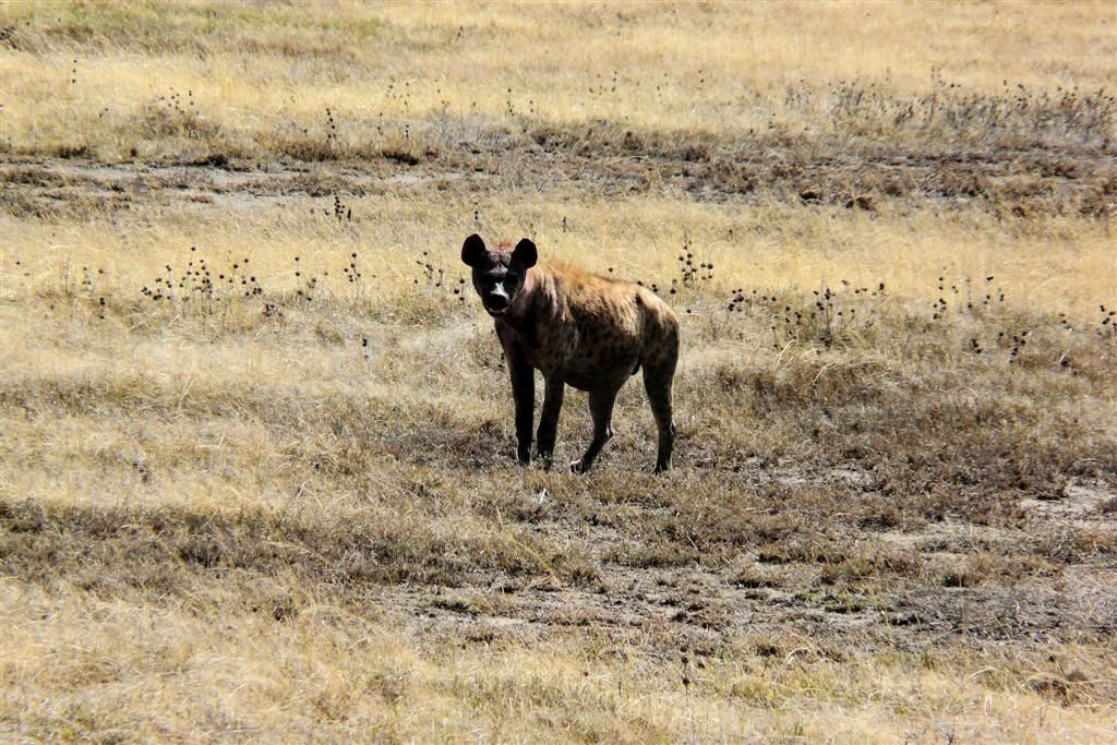 TANZANIA - SERENGETI NATIONAL PARK - een gevlekte hyena