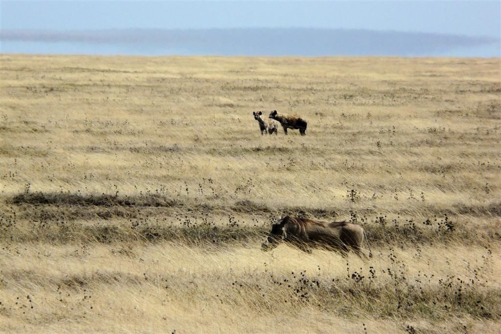 TANZANIA - SERENGETI NATIONAL PARK - een wildzwijn en twee gevlekte hyena's
