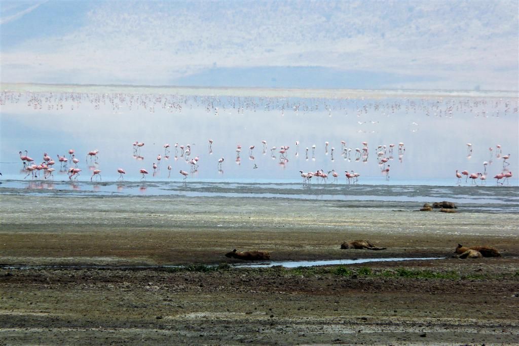 TANZANIA - NGORONGOROKRATER - flamingo's en op de voorgrond slapende hyena's