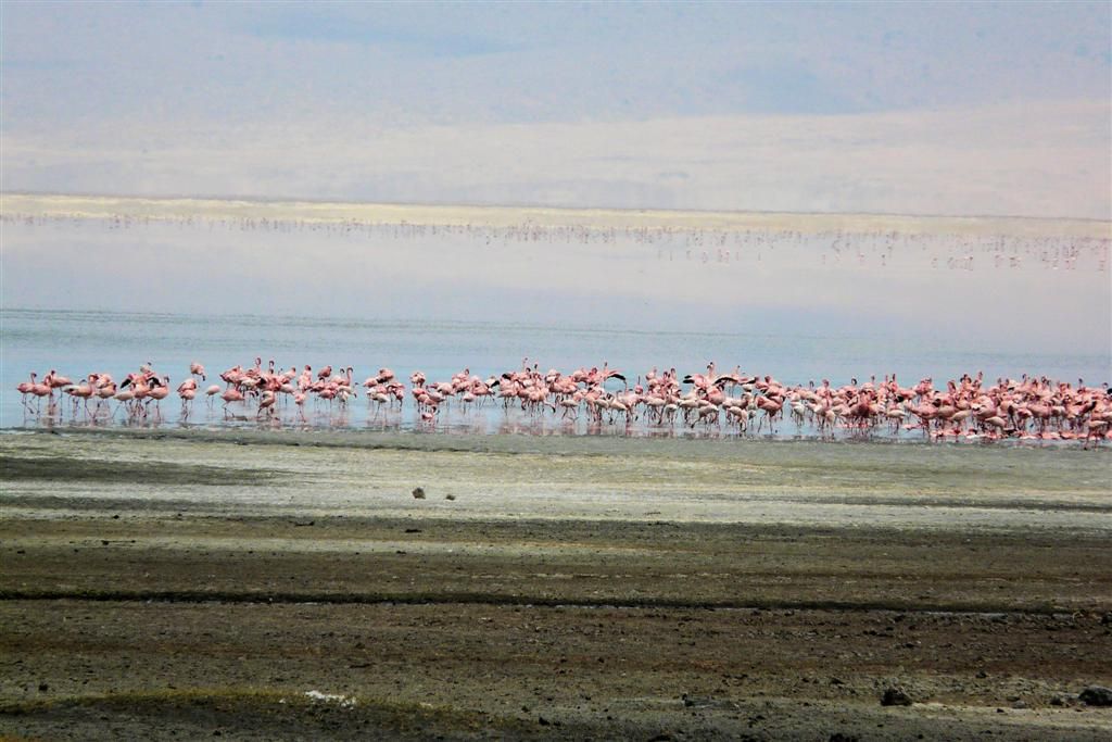 TANZANIA - NGORONGOROKRATER - flamingo's