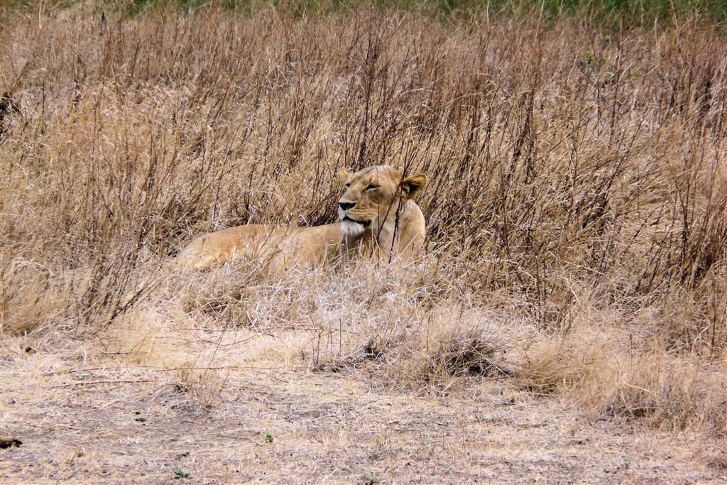 TANZANIA - NGORONGOROKRATER - een leeuw