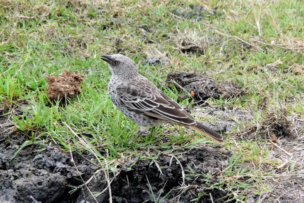 TANZANIA - NGORONGOROKRATER - een zwartteugelbabbelaar