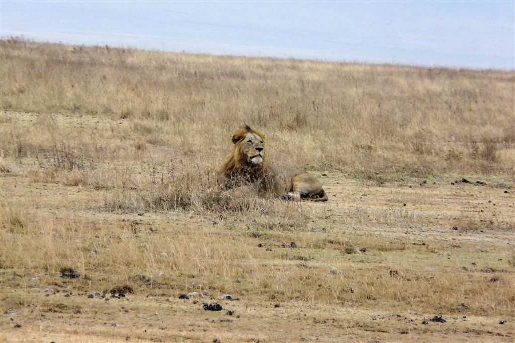 TANZANIA - NGORONGOROKRATER - een mannetjes leeuw