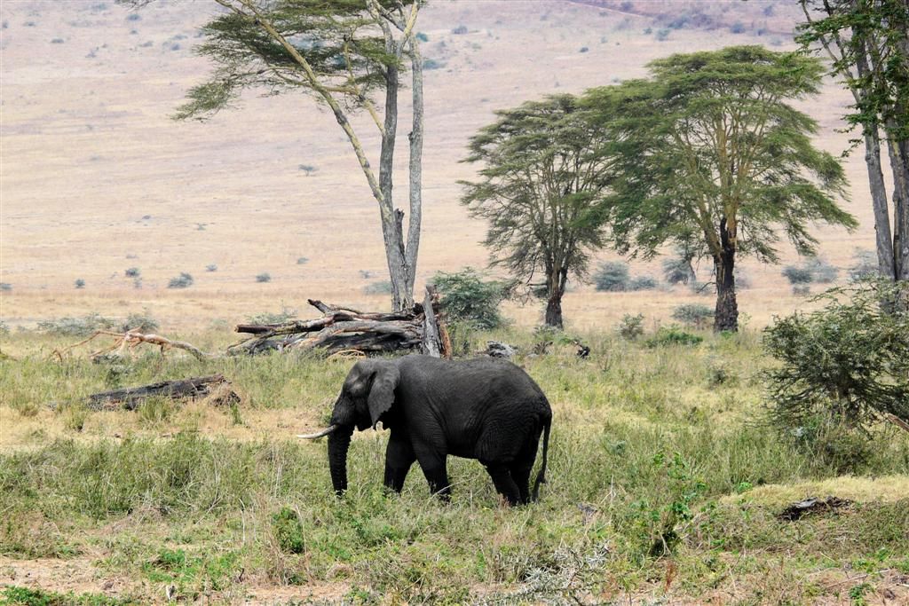 TANZANIA - NGORONGOROKRATER - een Afrikaanse olifant