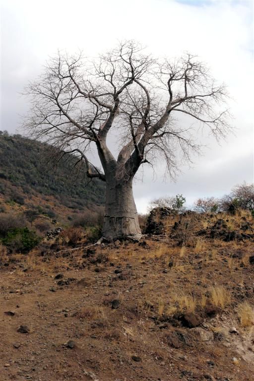 TANZANIA - NGORONGOROKRATER -> ARUSHA - een Baobab boom