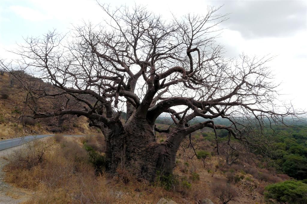 TANZANIA - NGORONGOROKRATER -> ARUSHA - een Baobab boom