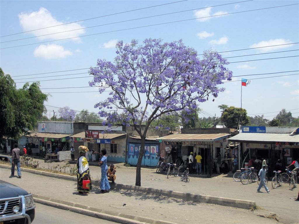 TANZANIA - ARUSHA - een jacaranda boom in bloei langs de weg