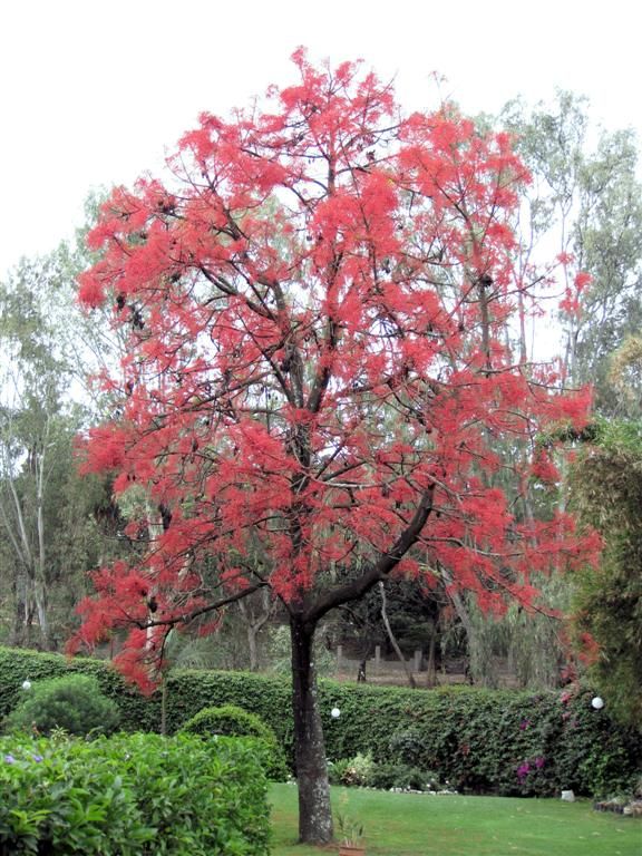 KENIA - NAIROBI - een jacaranda boom in bloei