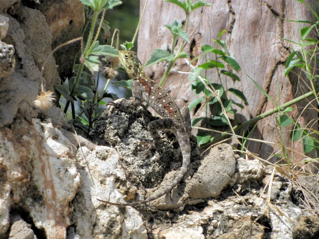KENIA - NYALI BEACH - een grond agama