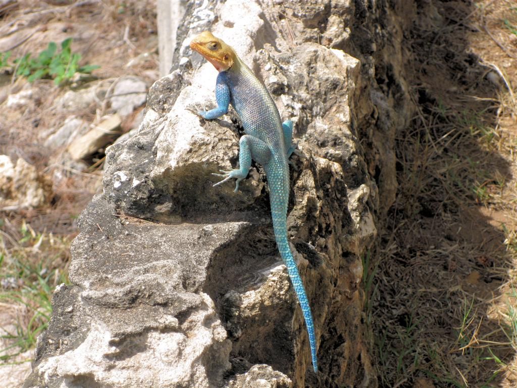 KENIA - NYALI BEACH - een Keniaanse rots agama