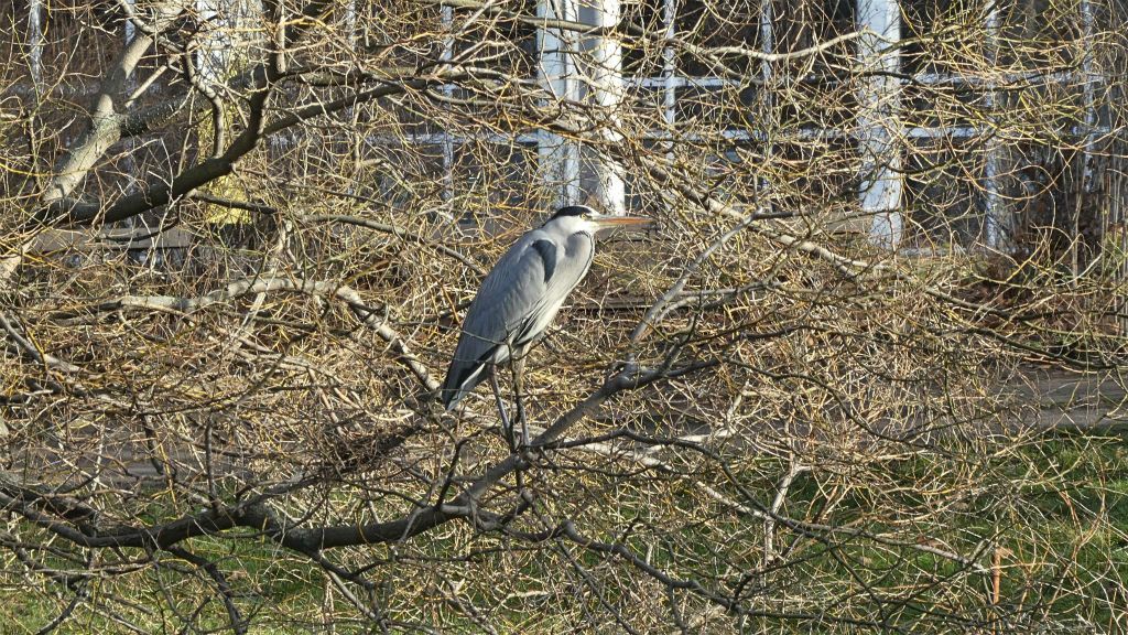 LEIPZIG - een blauwe reiger