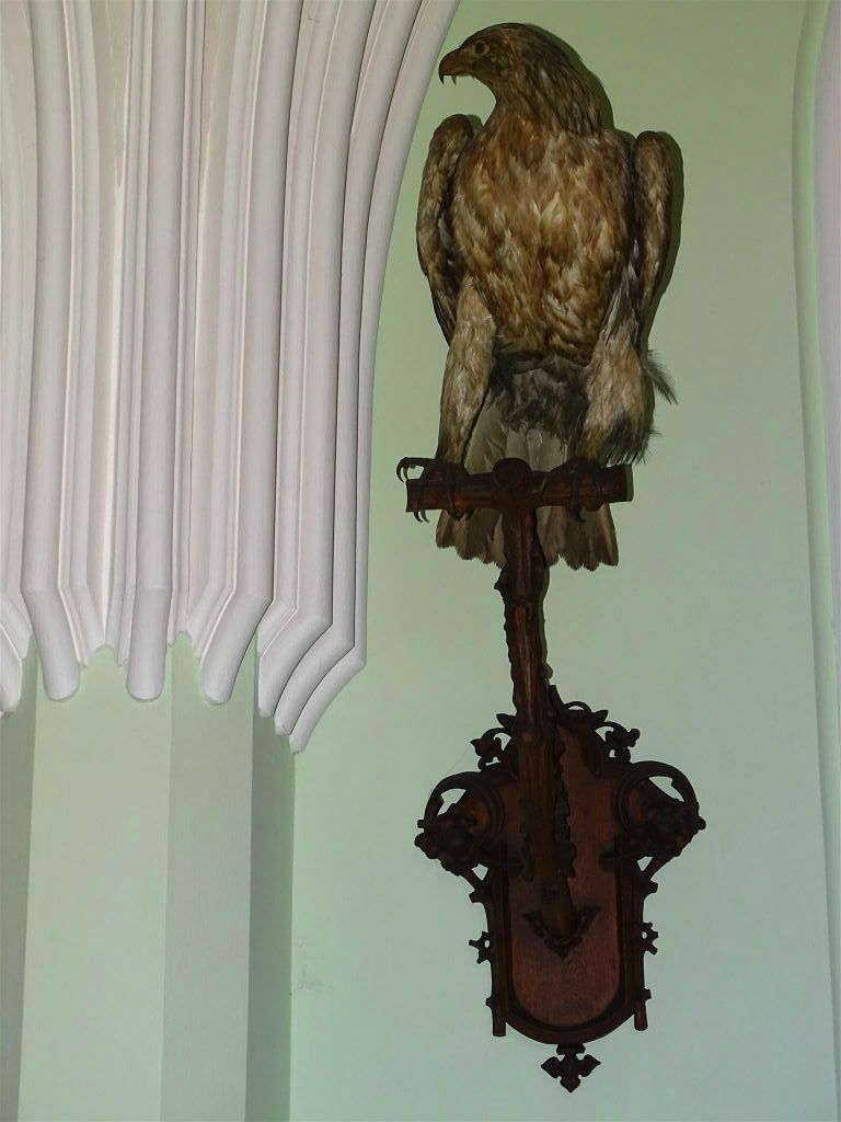 LEDNICE - een opgezette roofvogel in het kasteel van Lednice