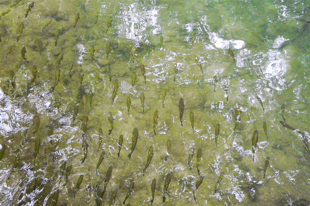 NATIONAAL PARK KRKA - een aantal vissen