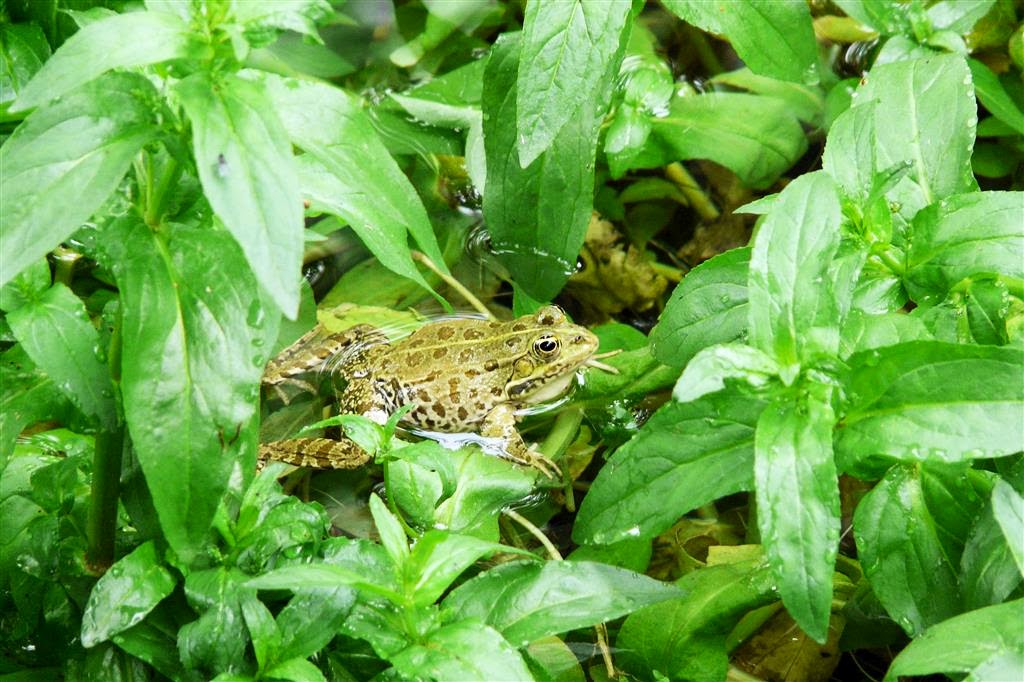 NATIONAAL PARK KRKA - een groene kikker