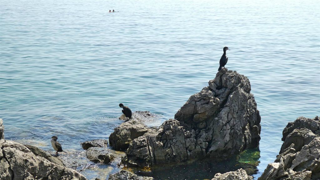 OPATIJA - enkele aalscholvers