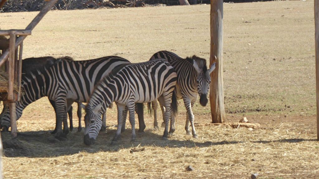 VELIKI BRIJUN - enkele zebra's