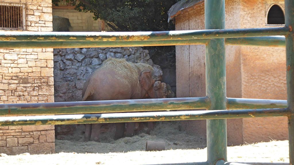 VELIKI BRIJUN - een olifant