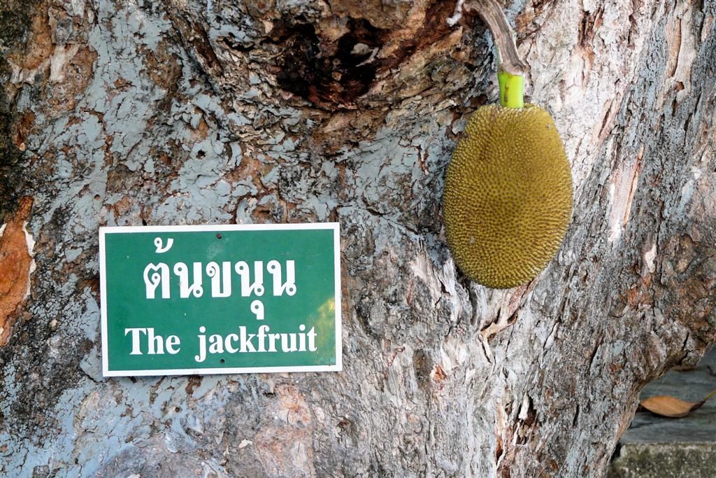 THAILAND - CHIANG MAI - jackfruit bij Wat Phrathat Doi Suthep