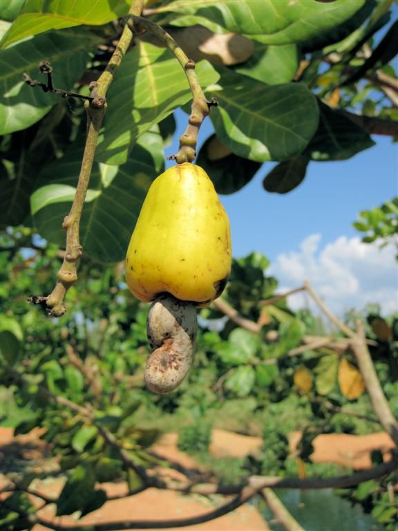 THAILAND - CHIANG MAI -> CHIANG RAI - pistachenoot aan boom