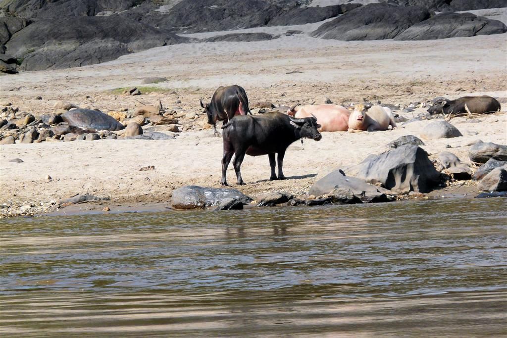 LAOS - HUAY XAI -> PAK BENG - zwarte en albino waterbuffels