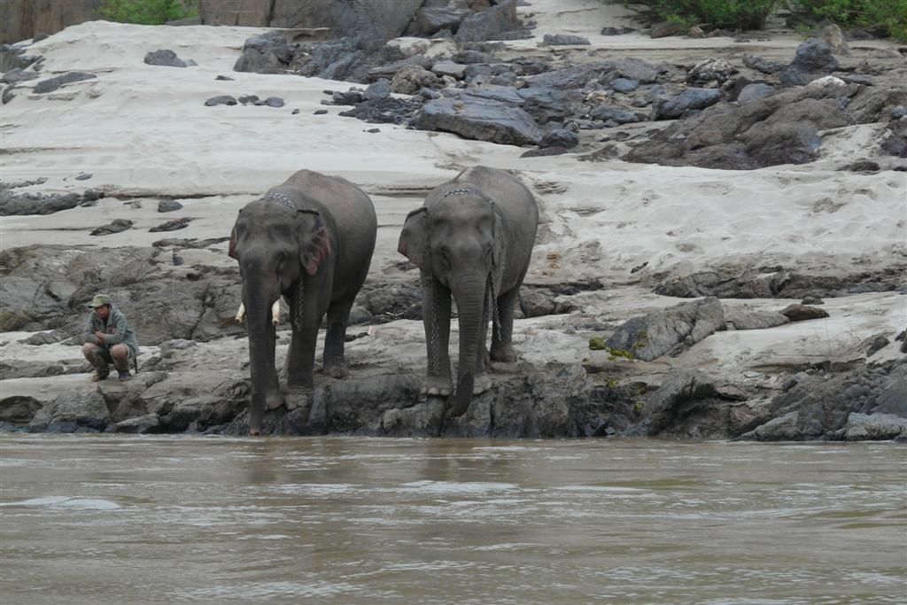 LAOS - PAK BENG -> LUANG PRABANG - twee olifanten