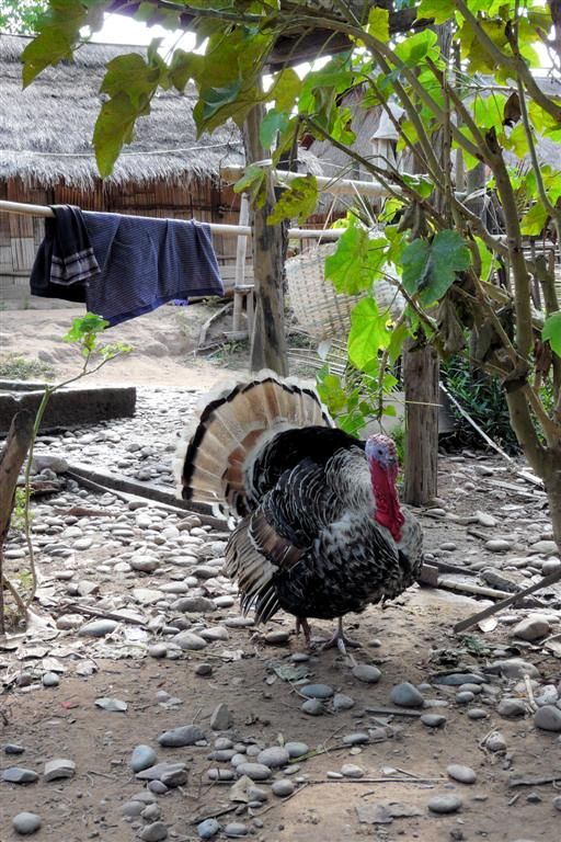 LAOS - PAK BENG -> LUANG PRABANG (stop bij een dorp) - kalkoen in het dorp