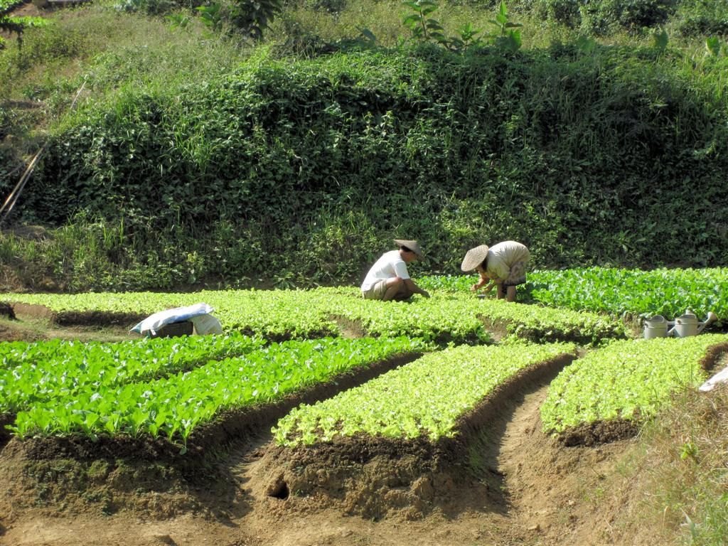 LAOS - LUANG PRABANG - man en vrouw werken in hun moestuin
