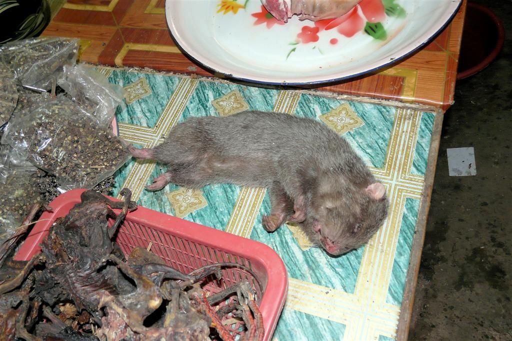 LAOS - PHONSOVAN -> VANG VIENG - rat op de lokale markt