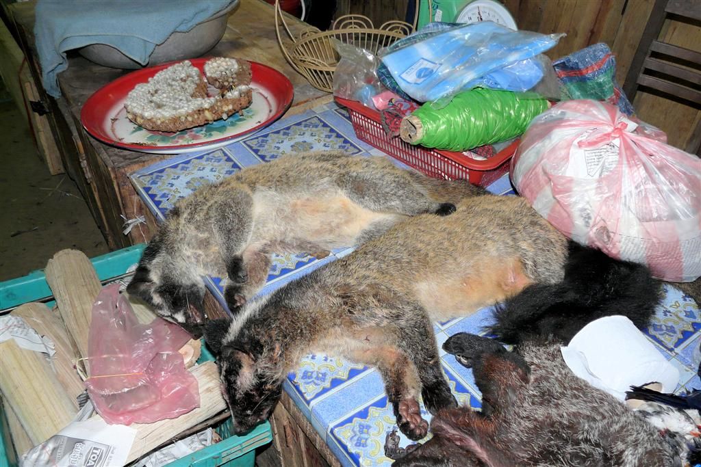LAOS - PHONSOVAN -> VANG VIENG - marterachtigen op de lokale markt