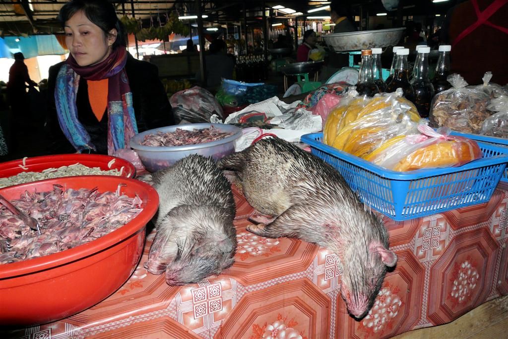 LAOS - PHONSOVAN -> VANG VIENG - ratten op de lokale markt die als voedsel dienen