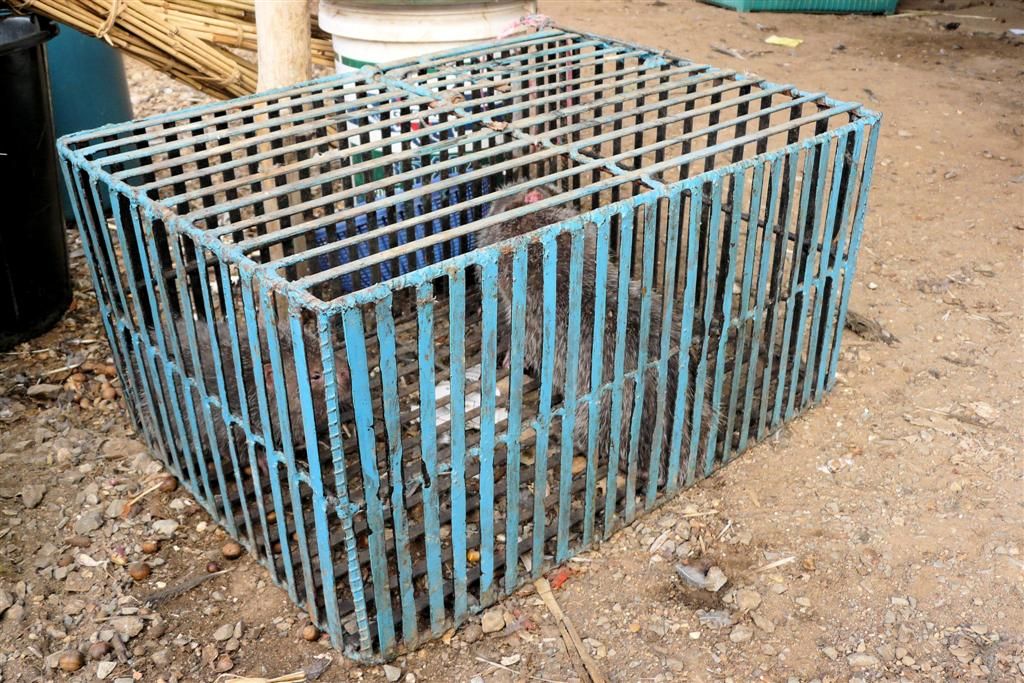 LAOS - PHONSOVAN -> VANG VIENG - levende muskusratten op de lokale markt