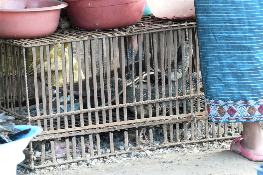 LAOS - PHONSOVAN -> VANG VIENG - levende leguanen op de lokale markt
