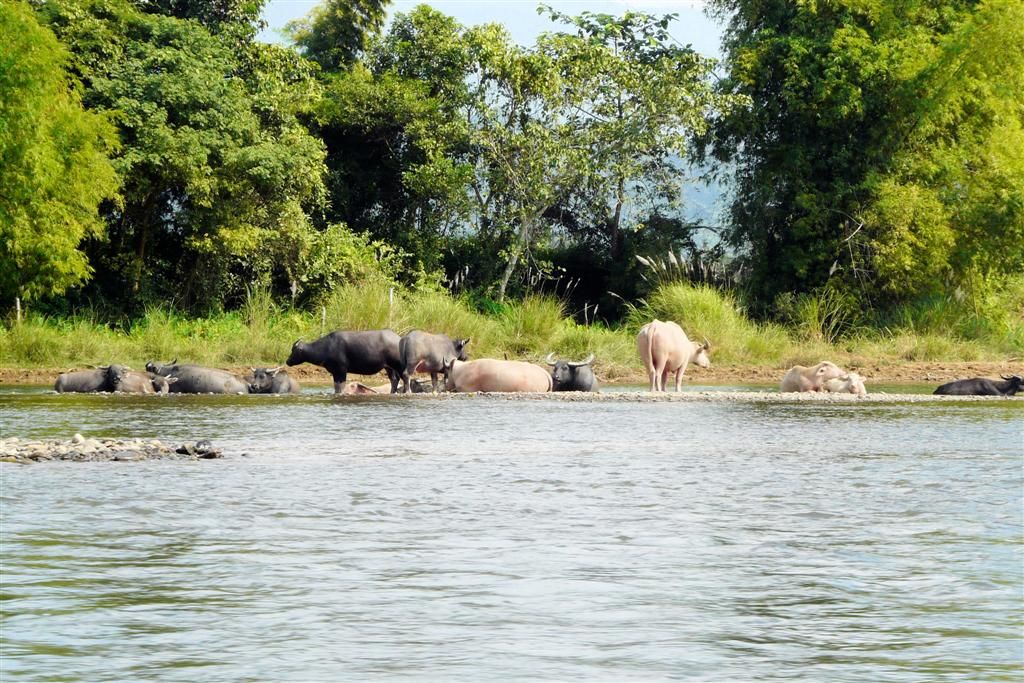 LAOS - VANG VIENG - waterbuffels aan de oever van de Nam Song rivier