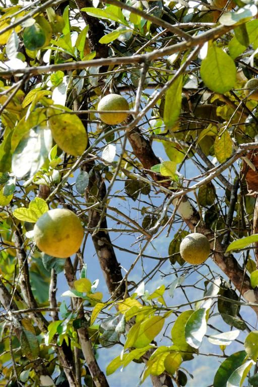 LAOS - VANG VIENG - sinaasappels in een boom bij een biologische boerderij