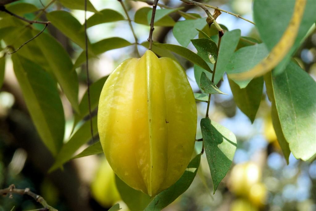 LAOS - VANG VIENG - star fruit in een boom bij een biologische boerderij