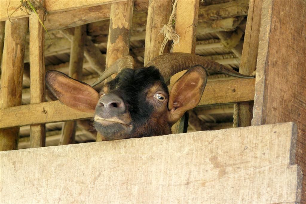 LAOS - VANG VIENG - geit op een biologische boerderij