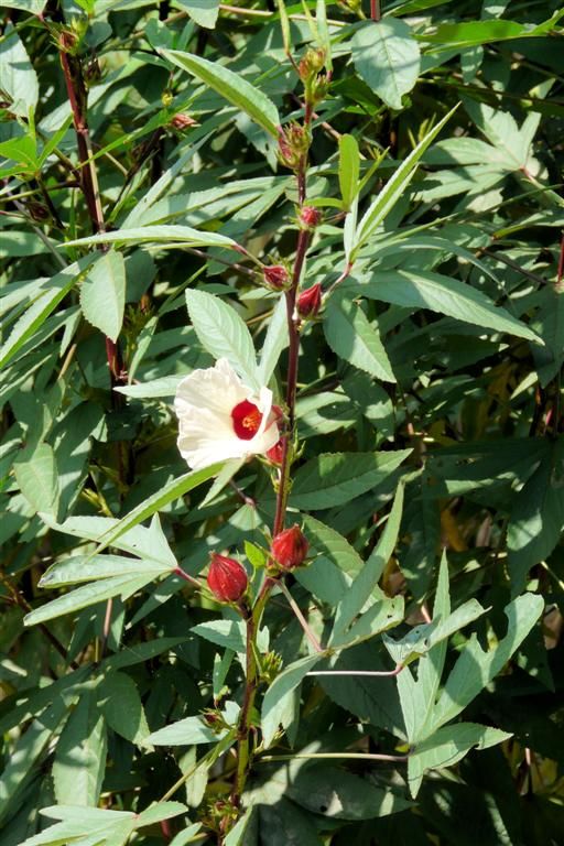 LAOS - VANG VIENG - plant met boemen bij een biologische boerderij