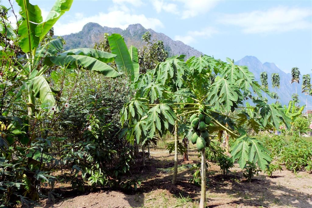 LAOS - VANG VIENG - tuin bij een biologische boerderij