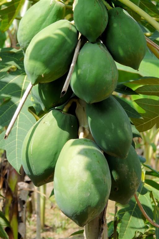 LAOS - VANG VIENG - cocosnoten in een boom bij een biologische boerderij