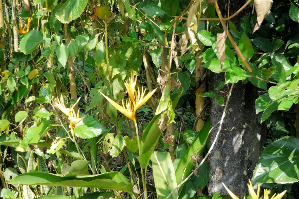 LAOS - VANG VIENG - bloem van plant bij een biologische boerderij