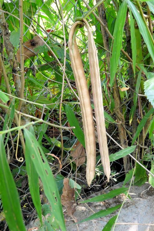 LAOS - VANG VIENG - soort peulvruchten bij een biologische boerderij
