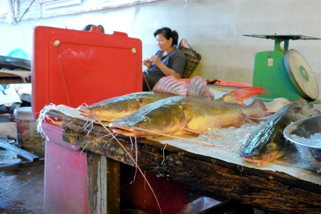 LAOS - VANG VIENG -> VIENTIANE - verse vis op een lokale markt