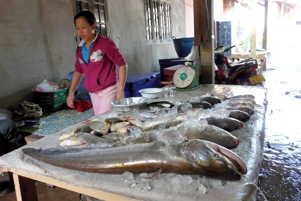 LAOS - VANG VIENG -> VIENTIANE - verse vis op een lokale markt