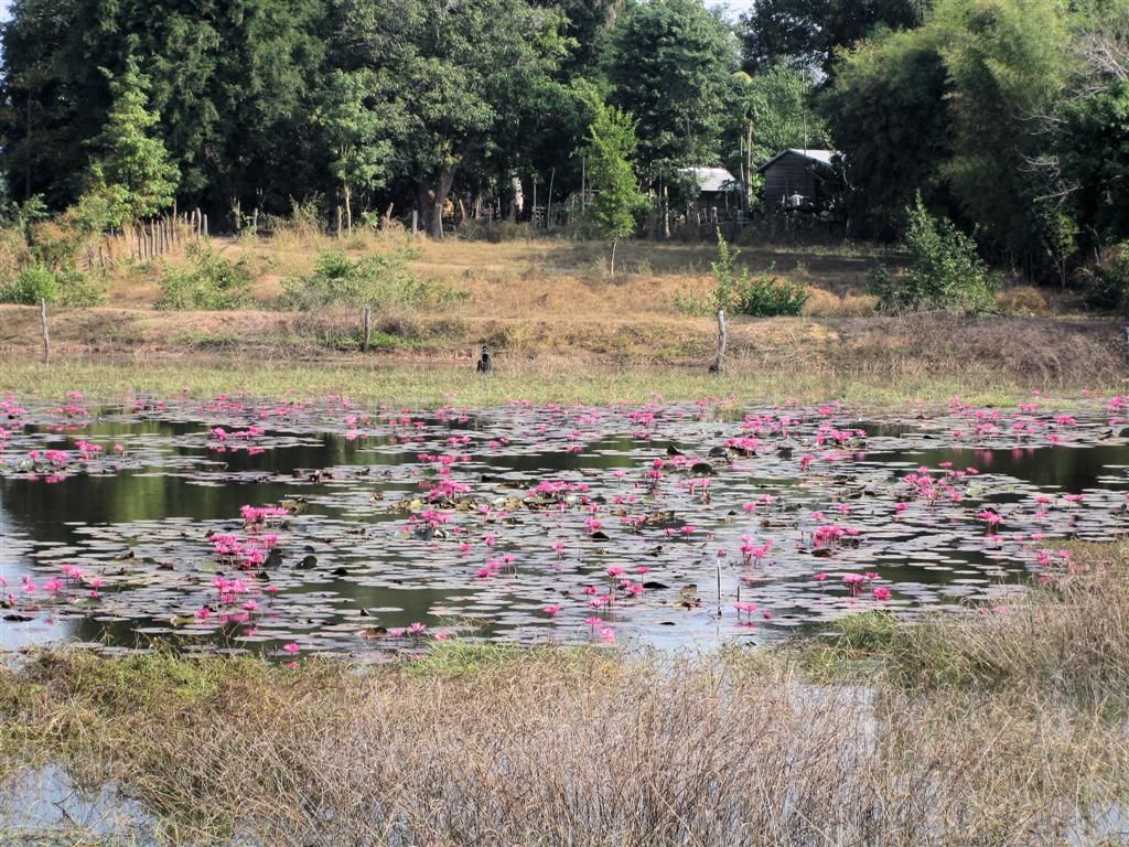 LAOS - SAVANNAKHET -> KONG ISLAND - waterplas met lotusbloemen