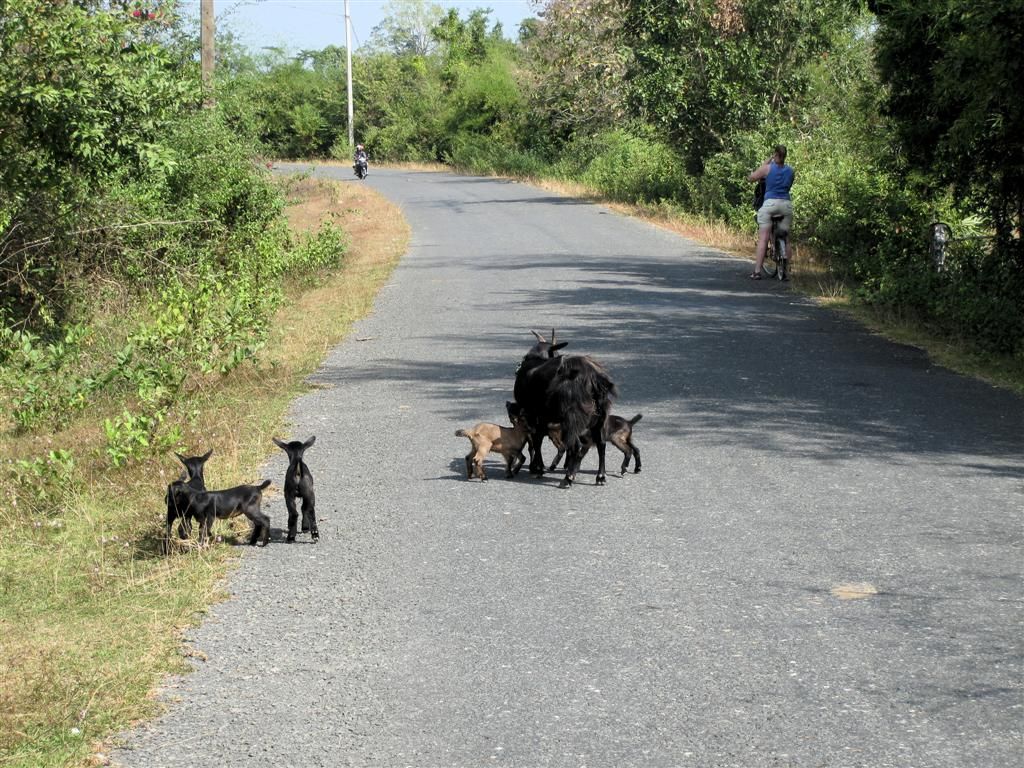 LAOS - KONG ISLAND - geit met zes jonkies tijdens een fietstocht