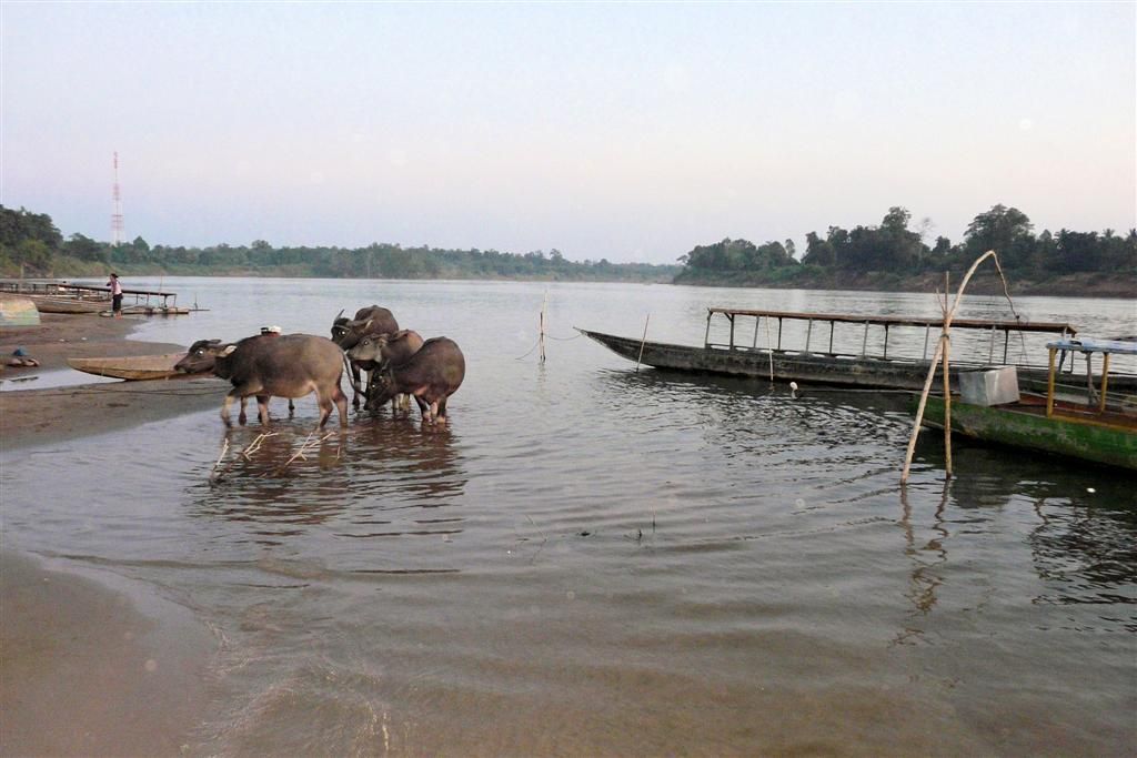 LAOS - KONG ISLAND - waterbuffels