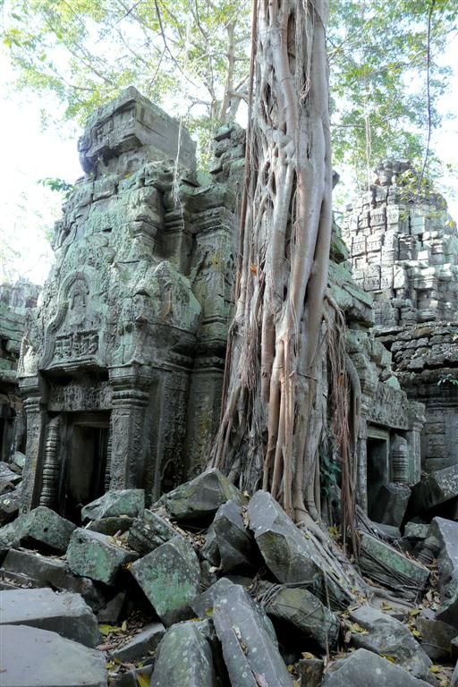 CAMBODJA - SIEM REAP - Ta Prohm van Angkor