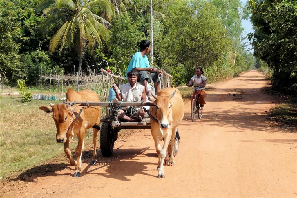 CAMBODJA - SIEM REAP - ossenkar in een dorpje