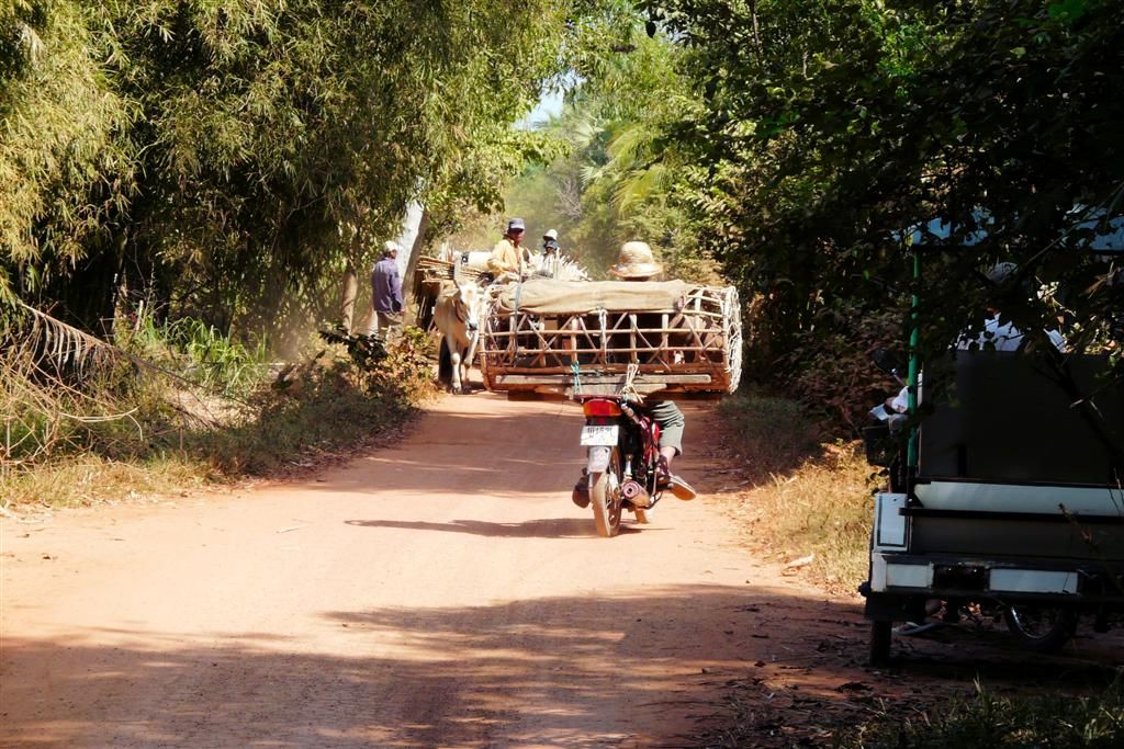 CAMBODJA - SIEM REAP - brommer met varkens