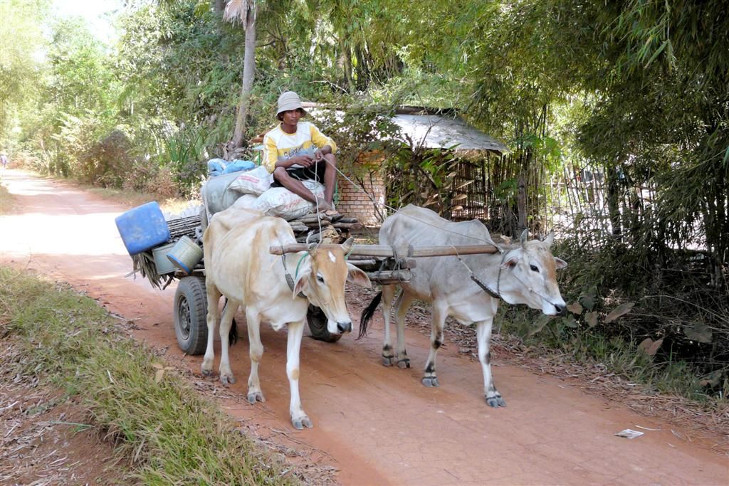 CAMBODJA - SIEM REAP - ossenkar in een dorpje